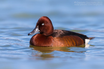 Ferruginous Duck (Aythya nyroca)