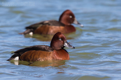 Ferruginous Duck (Aythya nyroca)