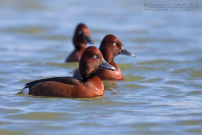 Ferruginous Duck (Aythya nyroca)