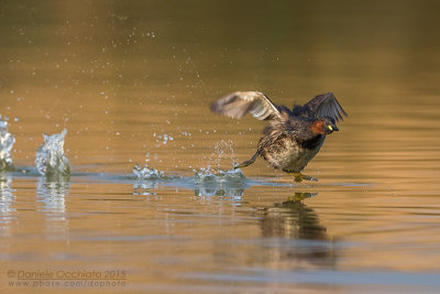 Little Grebe (Tachybaptus ruficollis)