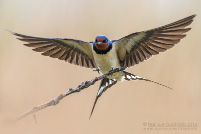 Barn Swallow (Hirundo rustica)