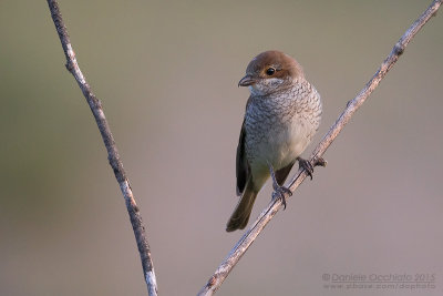 Red-backed Shrike (Lanius collurio)
