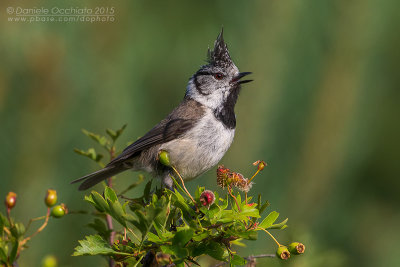 Crested Tit (Lophophanes cristatus)