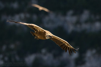 Griffon Vulture (Gyps fulvus)