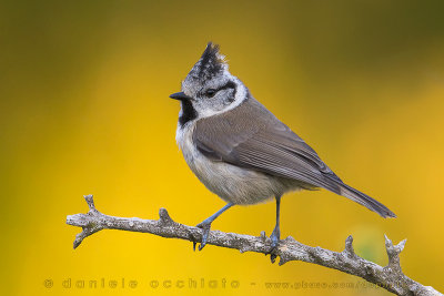 Crested Tit (Lophophanes cristatus)