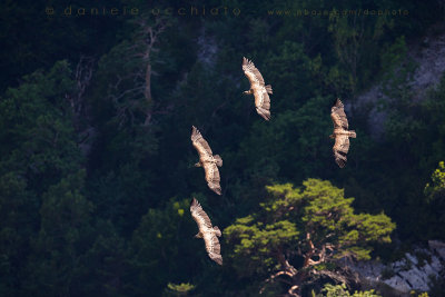 Griffon Vulture (Gyps fulvus)