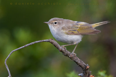 Western Bonelli's Warbler (Phylloscopus bonelli)