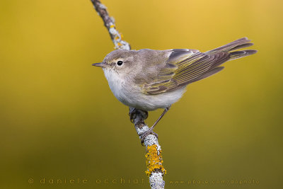 Western Bonelli's Warbler (Phylloscopus bonelli)