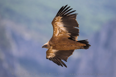 Griffon Vulture (Grifone)
