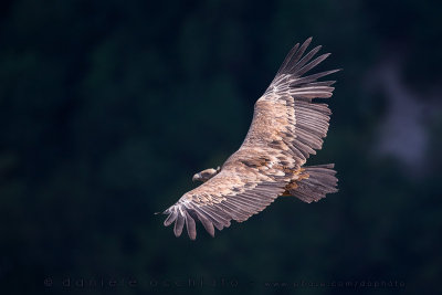 Griffon Vulture (Gyps fulvus)