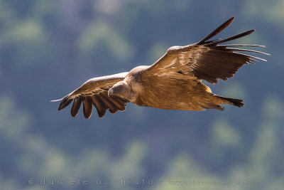 Griffon Vulture (Gyps fulvus)