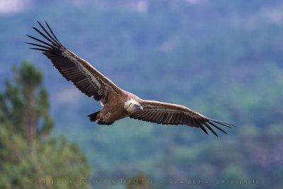 Griffon Vulture (Gyps fulvus)