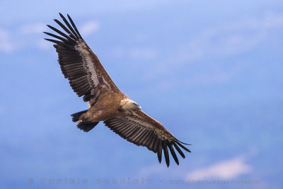 Griffon Vulture (Gyps fulvus)