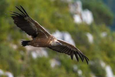 Griffon Vulture (Gyps fulvus)