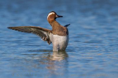 Garganey (Anas querquedula)