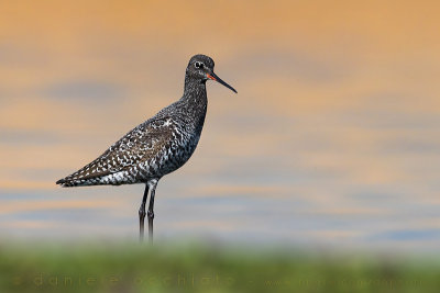 Spotted Redshank (Tringa erythropus)