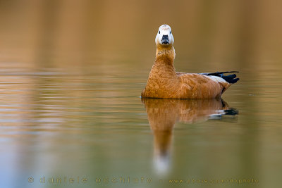 Ruddy Shelduck (Tadorna ferruginea)