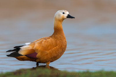 Ruddy Shelduck (Tadorna ferruginea)