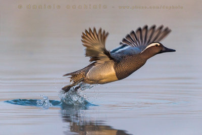 Garganey (Anas querquedula)