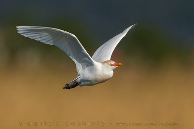 Cattle Egret (Bubulcus ibis)