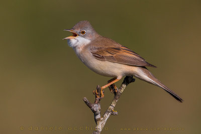 Common Whitethroat (Sterpazzola)