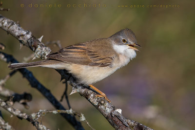 Common Whitethroat (Sylvia communis)