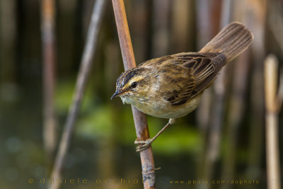 Sedge Warbler (Acrocephalus shoenobaenus)