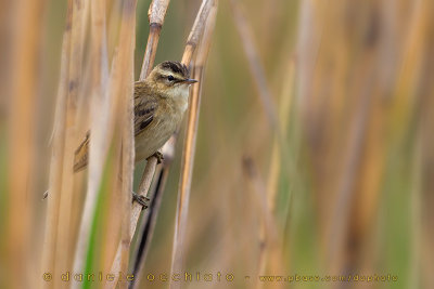 Sedge Warbler (Acrocephalus shoenobaenus)