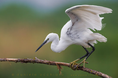 Little Egret (Egretta garzetta)