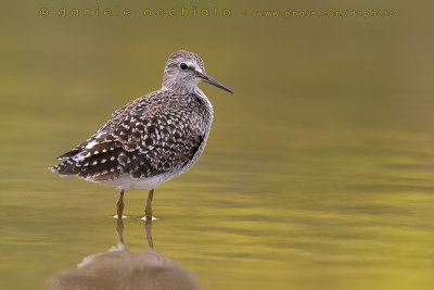 Wood Sandpiper (Tringa glareola)