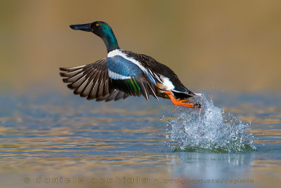 Northern Shoveler (Anas clypeata)