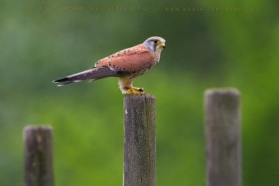 Eurasian Kestrel (Falco tinnunculus)
