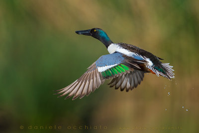 Northern Shoveler (Anas clypeata)