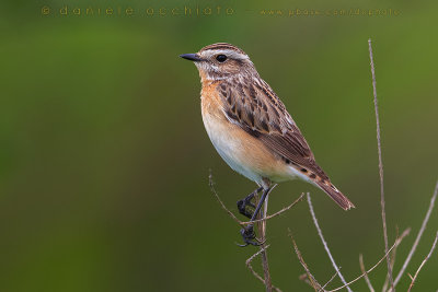 Whinchat (Saxicola rubetra)