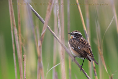 Whinchat (Saxicola rubetra)