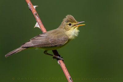 Melodious Warbler (Hippolais polyglotta)