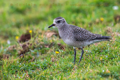 American Golden Plover (Pluvialis dominica)