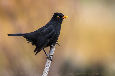 Azores Blackbird (Turdus merula azorensis)