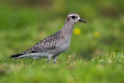 American Golden Plover (Pluvialis dominica)