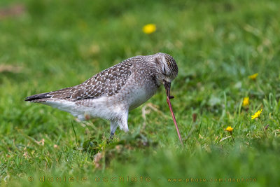 American Golden Plover (Pluvialis dominica)