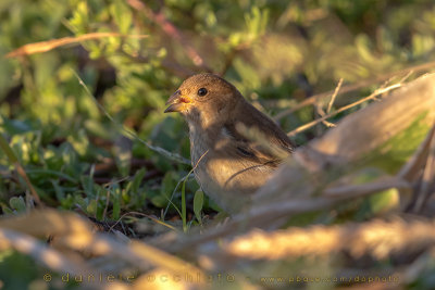 Indigo Bunting (Passerina cyanea)