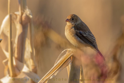 Indigo Bunting (Passerina cyanea)