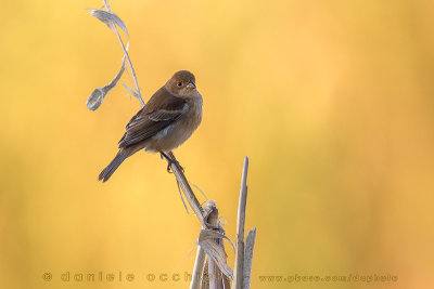 Indigo Bunting (Passerina cyanea)