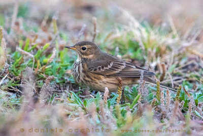 American Buff-bellied Pipit (Anthus rubescens rubescens)