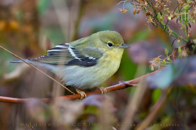 Blackpoll Warbler (Dendroica striata)