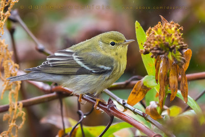 Blackpoll Warbler (Dendroica striata)