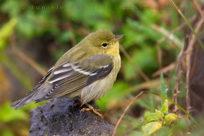 Blackpoll Warbler (Dendroica striata)