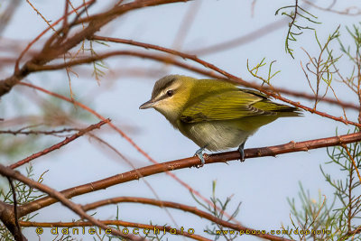 Red-eyed Vireo (Vireo olivaceus)