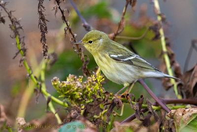 Blackpoll Warbler (Dendroica striata)