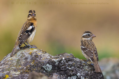 Rose-breasted Grosbeak (Pheucticus ludovicianus)